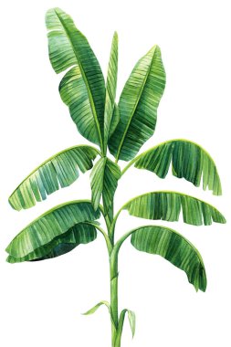 Palmiye ağacı. Suluboya muz palmiyesi, muz yaprağı çizimi. Beyaz arka planda izole edilmiş yaz tropikal elementleri. Yüksek kaliteli illüstrasyon