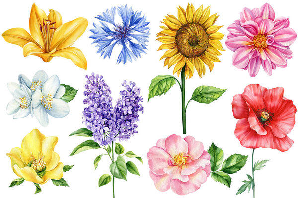 Flowers set with rose, poppy, sunflower, lilac and Jasmin. Watercolor cornflower, dahlia, lily and hellebore. Watercolor botanical illustration. Floral design. High quality illustration