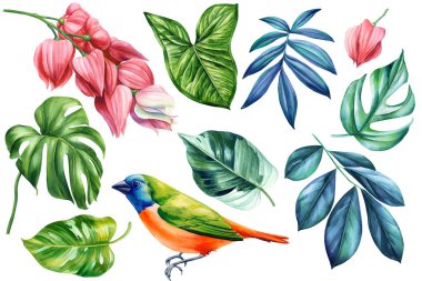 Tropikal kuş, yapraklar ve çiçekler, izole beyaz arka planda elementler oluşturur, suluboya el çizimi. Yüksek kalite fotoğraf