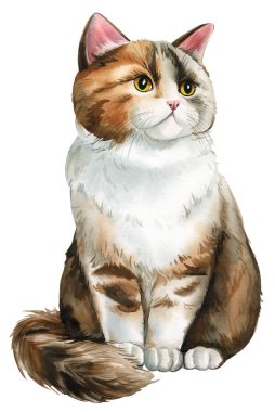 Kedi eli çizilmiş. Sevimli hayvan, beyaz arka planda izole edilmiş evcil hayvan çizimi. Suluboya boya boyalı cüce kedi. Yüksek kaliteli illüstrasyon