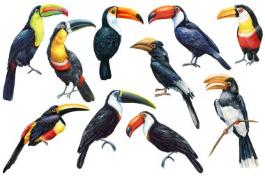 Tropik kuşlar seti, beyaz arka planda izole edilmiş tukan suluboya çizimi, yaban hayatı, tukanlar. Yüksek kaliteli illüstrasyon