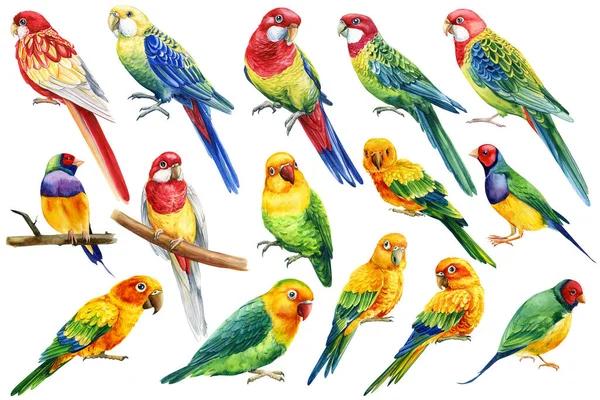 Tropical bird. Set Parrots on isolated white background, bright bird watercolor painting, illustration. lovebirds and rosella . High quality illustration