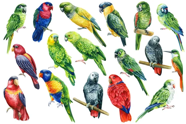 Tropical bird. Set Parrots on isolated white background, bright exotic bird watercolor painting. High quality illustration