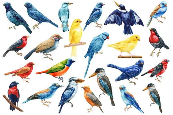 Tropical bird. Set Parrots on isolated white background, canary, kookaburra, kingfisher and finch, exotic bird watercolor painting. High quality illustration