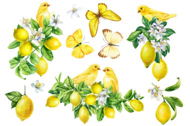 Canary, butterfly, branch with lemons fruits and flowers drawing, Yellow bird, spring hand-drawn watercolor illustration. High quality illustration