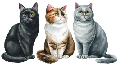 İzole edilmiş beyaz arka planda kedi eli çizimi. Hayvan suluboya çizimi. Sevimli hayvan eli çizilmiş, komik kediler. Yüksek kaliteli illüstrasyon