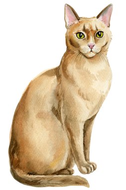 Abyssinian cat watercolor, adorable home pet isolated on white background. Cute Cat watercolor hand drawn illustration. High quality illustration