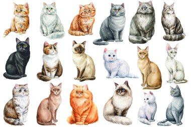 Cats watercolor, adorable home pets isolated on white background. Collection Cats of different breeds. Cute kittens Watercolour painting . High quality illustration