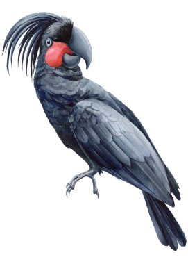Tropical bird isolated white background. Watercolor painting hand drawn summer bird illustration, Cockatoo black parrot. High quality illustration