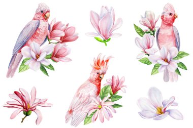 Beautiful white bird cockatoo sitting on a branch of spring magnolia flowers isolated on white background, watercolor clipart. High quality illustration