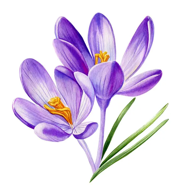 Suluboya mor çiçekler izole edilmiş el çizimleri. Çiçek açan timsahlar, bahar çiçekleri, suluboya el, çiçek dekoratif elementler. Yüksek kaliteli illüstrasyon