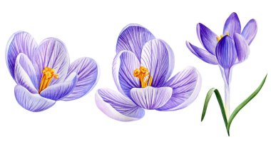 Beyaz arka planda izole edilmiş suluboya timsahlar. İlkbahar mor timsahlarına tırman. Narin bahar leylak bitkisi bitkisi. Yüksek kaliteli illüstrasyon