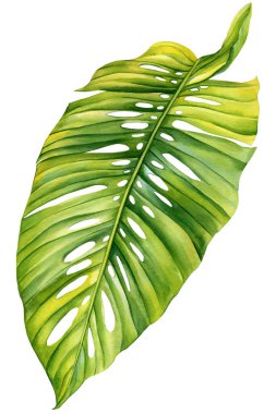 Palmiye yaprağı, suluboya tropikal botanik illüstrasyon, selamlaşma için egzotik yeşil yapraklar, dokular, kumaş, kart, poster. Yüksek kaliteli illüstrasyon