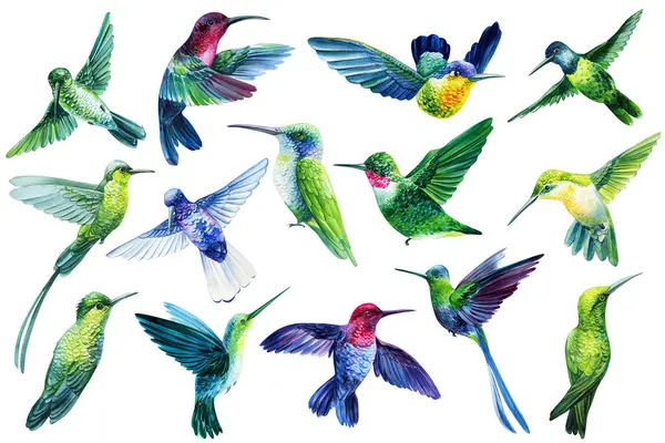 hummingbird Watercolor set. Tropical colorful birds illustration isolated on white background. Summer clipart hand drawing animal. High quality illustration