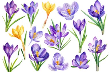 Çiçek açan gerçekçi timsahlar, bahar çiçekleri, suluboya el, çiçek dekoratif elementler. Yüksek kaliteli illüstrasyon