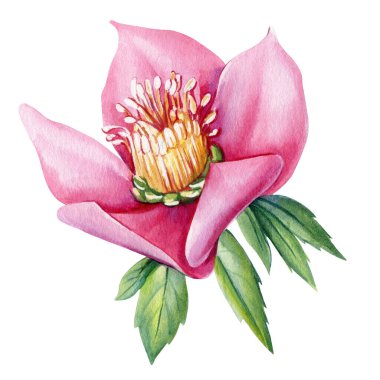 Bahar çiçekleri, beyaz bir arka planda izole edilmiş, suluboya resimler, botanik resimler. Düğün kartları için mükemmel bir davetiye. Yüksek kaliteli illüstrasyon