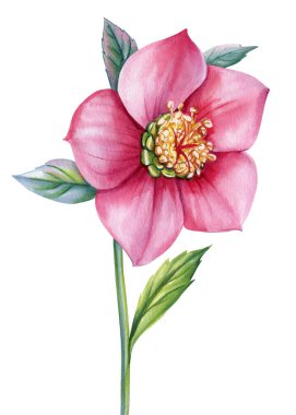 Bahar çiçekleri, beyaz bir arka planda izole edilmiş, suluboya resimler, botanik resimler. Düğün kartları için mükemmel bir davetiye. Yüksek kaliteli illüstrasyon