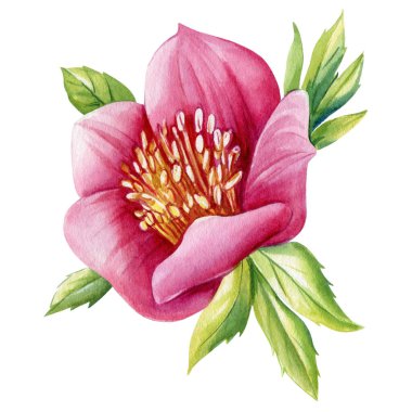 Pembe çiçek desenli, izole bir nesne. Flora Hand bahar narin çiçeklerinin suluboya resimlerini çizdi. Yüksek kaliteli illüstrasyon