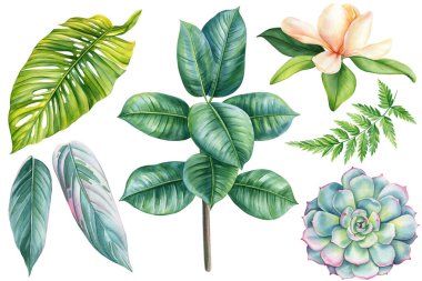 Tropikal bitkileri hazırlayın. Palmiye yaprağı, eğreltiotu, manolya ve çiçek boyası. Tasarım için. Egzotik botanik çizimi. Yüksek kaliteli illüstrasyon