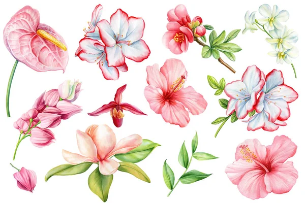 stock image Pink flower. Watercolor hand painted set tropical flowers isolated on white background. Floral botanical illustration. High quality illustration