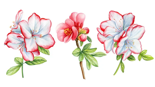 Spring flower. Rhododendron, quince watercolor hand painted set tropical flowers isolated on white background. Floral botanical illustration. High quality illustration