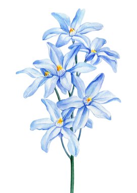 Bahar ışığı mavi çiçeği, Hyacinth 'i izole et. Suluboya Botanik resim çizimi. Çiçek açan mavi çiçekler. Yüksek kaliteli illüstrasyon