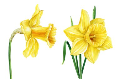 El boyaması Narcissus ilkbahar sarı çiçeği beyaz arka planda izole. Botanik resim. Çiçekli suluboya nergisler. Yüksek kaliteli illüstrasyon