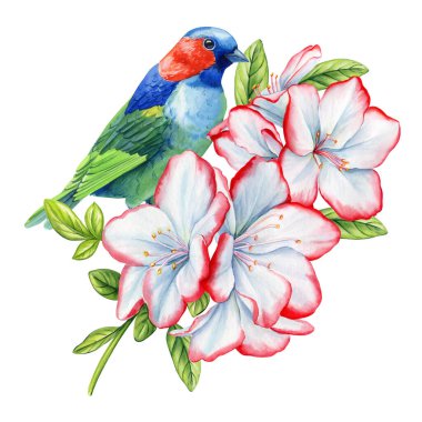 bahar kuşu ve rhododendron çiçekleri, beyaz arka planda izole edilmiş açelya. Suluboya el botanik resim çiziyor. Yüksek kaliteli illüstrasyon