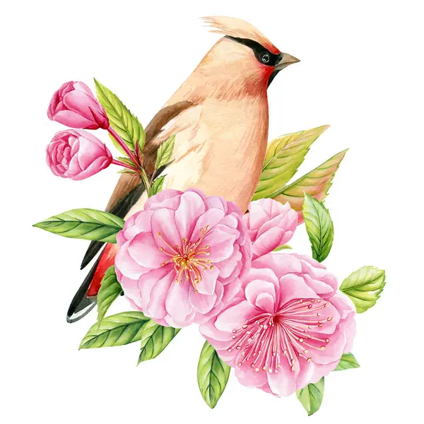 İzole edilmiş beyaz arka planda sakura dalındaki kuş suluboya resim çizimi yapıyor. Bahar pembe çiçekleri. Yüksek kaliteli illüstrasyon