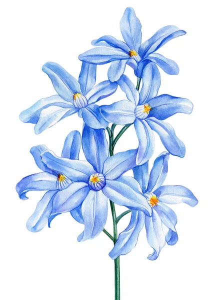 Suluboya Bahar Mavisi çiçek, Sümbül beyaz arka planda izole. Botanik resim. Yüksek kaliteli illüstrasyon