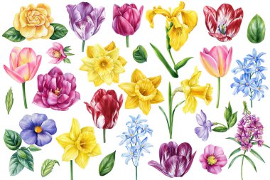 Suluboya bahar çiçekleri izole edilmiş arka plan. Flora Botanik Tablosu. El çizimi rengarenk yaban çiçeği çizimi. Tasarım için çiçek toplama yeri. Yüksek kaliteli illüstrasyon
