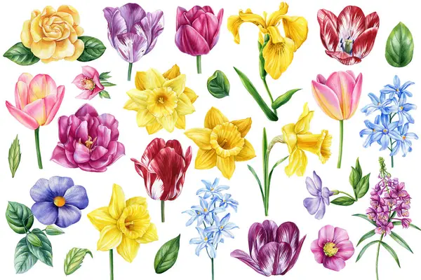Suluboya bahar çiçekleri izole edilmiş arka plan. Flora Botanik Tablosu. El çizimi rengarenk yaban çiçeği çizimi. Tasarım için çiçek toplama yeri. Yüksek kaliteli illüstrasyon