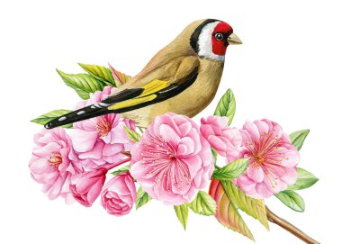 İzole edilmiş beyaz arka planda sakura dalındaki kuş, suluboya çizimi, el çizimi. Saka kuşu ve pembe çiçekler. Yüksek kaliteli illüstrasyon
