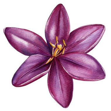 Mor zambak, güzel bahar çiçeği, beyaz arka planda izole edilmiş. Kutlama kartları için suluboya el çizimi, doğum günü florası. Yüksek kaliteli illüstrasyon