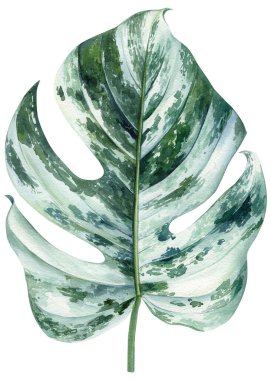 Tropik palmiye yaprakları. Suluboya ile canavar palmiye yaprağı çizimi. Orman bitkileri, Botanik resim çizerek suluboya el çizimi yaptılar. Yüksek kaliteli illüstrasyon