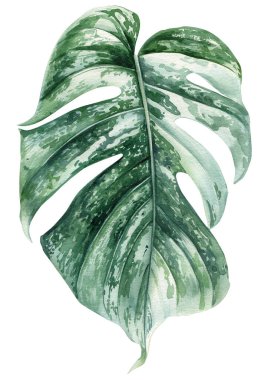 Tropik palmiye yaprakları. Suluboya ile canavar palmiye yaprağı çizimi. Orman bitkileri, Botanik resim çizerek suluboya el çizimi yaptılar. Yüksek kaliteli illüstrasyon