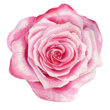 Pembe gül, güzel pembe bahar çiçeği ve beyaz arka planda izole edilmiş yapraklar. Suluboya el botanik resim çiziyor. Yüksek kaliteli illüstrasyon