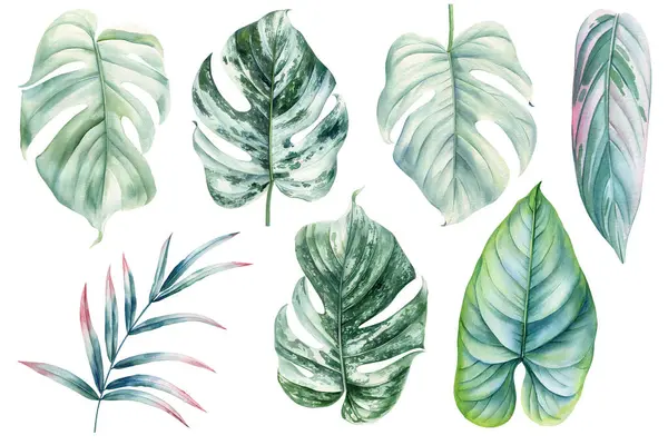 Tropical palm leaves. Monstera palm leaf illustration in watercolor. Jungle plants set Watercolor hand drawing Botanical painting. High quality illustration