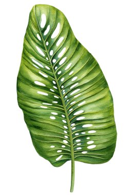 Beyaz arka planda izole edilmiş tropikal palmiye yaprağı suluboya çizimleri, çiçek elementleri. Tropik avuç içi, bitki el çizimi. Yüksek kaliteli illüstrasyon