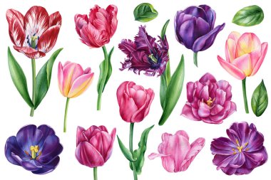 Issız beyaz arka plan, botanik illüstrasyon ve bahar lale çiçeğiyle boyanmış büyük bir lale seti. Yüksek kaliteli illüstrasyon