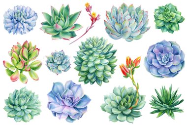 Suluboya el çizim seti, yeşil buket, echeveria suluboya çizimi, botanik resim. Yüksek kaliteli illüstrasyon