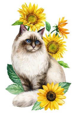 Beyaz arka planda çiçekli, kedili ve ayçiçekli bir hayvan. Suluboya el resmi, maskeli kedi yavrusu. Yüksek kaliteli illüstrasyon