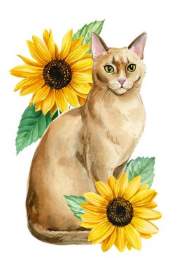 Kedi ve Ayçiçeği izole edilmiş. Habeş kedisi suluboya el bebek odası tasarımı için çizimler, doğum günü tebrik kartı, poster. Yüksek kaliteli illüstrasyon