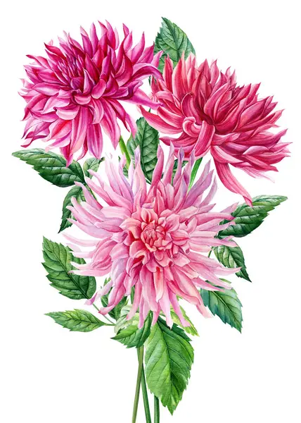 Bouquet of pink dahlia flowers painting. Watercolor dahlia botanical hand drawn illustration, pink floral clipart. High quality illustration