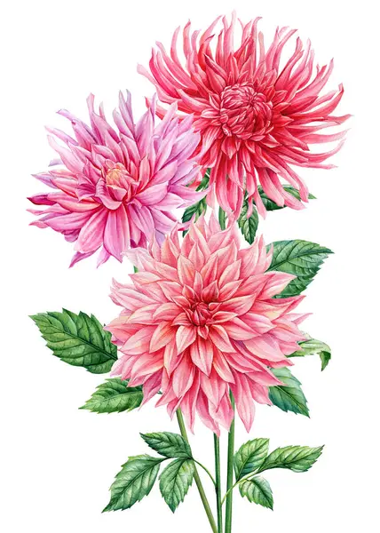 Bouquet of pink dahlia flowers painting. Watercolor dahlia botanical hand drawn illustration, pink floral clipart. High quality illustration