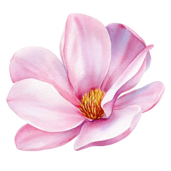 Aquarel Magnolia Bloem Prachtige Roze Lente Magnolia Bloemen Een Boom — Stockfoto