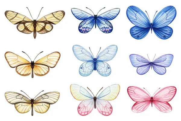 Butterfly isolated Hand painted watercolor Illustration for greeting cards, invitations. Tropical butterflies for design. High quality illustration