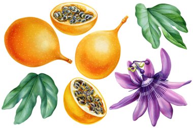 passion fruit, passiflora flower, leaves on isolated background watercolor botanical illustration, hand drawing tropical. High quality illustration clipart