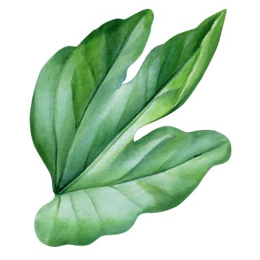 Egzotik yaprak, izole arka planda yeşil tutkulu meyve yaprağı suluboya botanik illüstrasyon, el çizimi. Yüksek kaliteli illüstrasyon