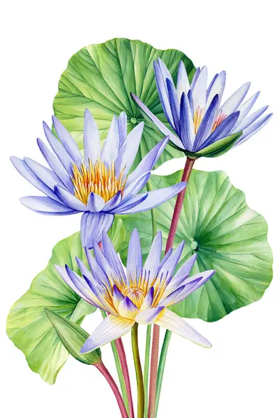 Purple Lotus Acuarela Ilustración Botánica Lirios Flores Fondo Aislado Acuarela —  Fotos de Stock